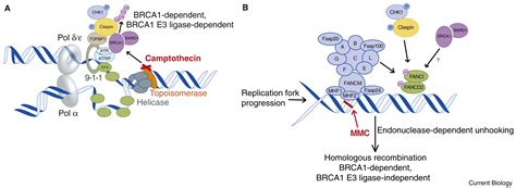 DNA Damage Placing BRCA1 In The Proper Context Current Biology