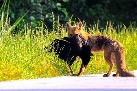 Prot Ger Vos Poules Et Votre Poulailler Des Renards Facilement