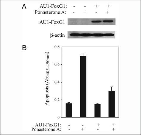 FoxG1 Inhibits RUNX3 Induced Apoptosis In AGS RUNX3 Cells AGS RUNX3