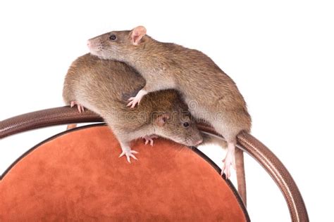 Two Brown Domestic Rat Stock Photo Image Of Portrait 79873536