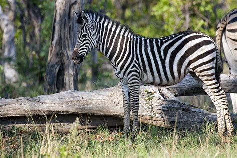 Zebra Africa Wildlife Free Photo On Pixabay Pixabay