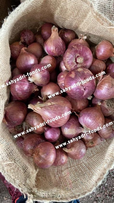 A Grade Maharashtra Red Onion Net Bag Onion Size Available Large At