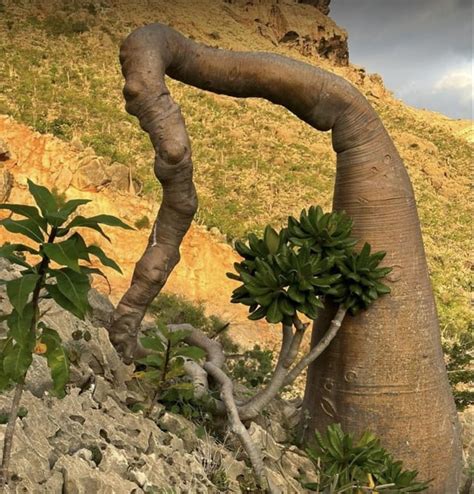 Adenium Socotranum Socotra Island R Interesting