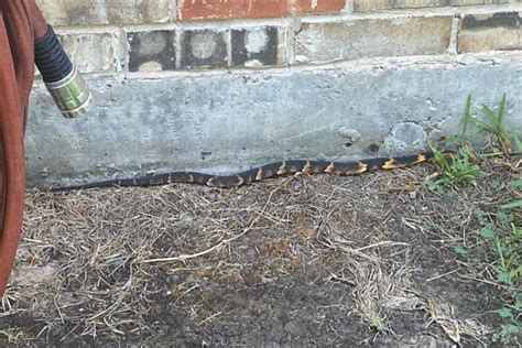 Houston, TX : r/whatsthissnake