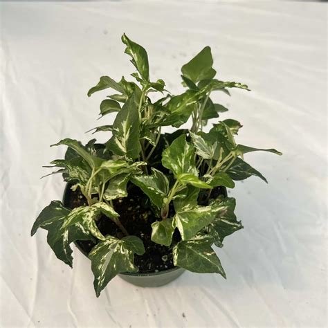 4″ Ivy White – The (KC) Plant Factory
