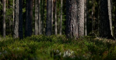 Green Plants on Ground in Forest · Free Stock Photo