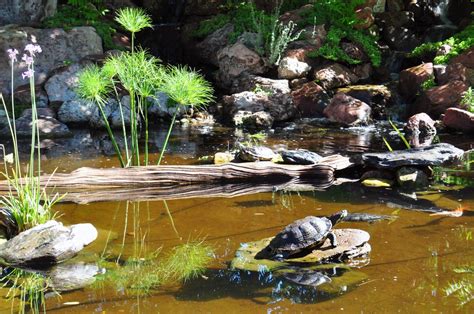 Turtle pond – Artofit