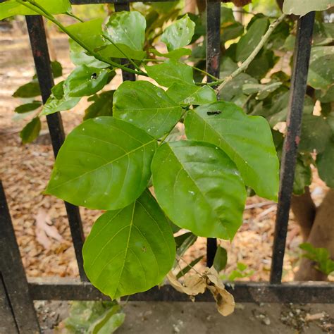 Pongamia Pinnata L Pierre By Sonu Kumar On April