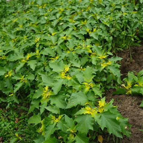 Thorn Apple (Datura stramonium)