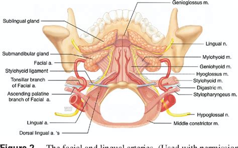 Figure 1 From Postoperative Bleeding In Transoral Laser Microsurgery For Upper Aerodigestive