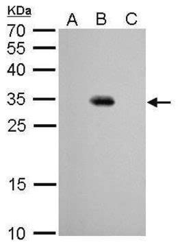 单克隆抗 GFP 小鼠抗 clone GT7312 affinity isolated antibody Sigma Aldrich