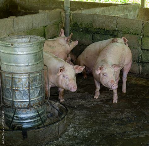 pig farm,Swine at the farm. Meat industry. Pig farming to meet the growing demand for meat in ...