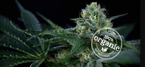 The Best Organic Grow Mediums And Supplements Dagga Seeds