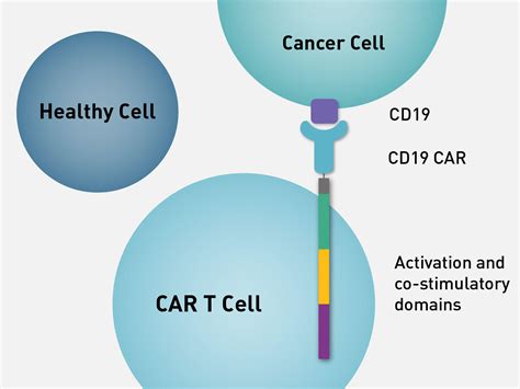 CAR T Cells Second Line Treatment Option For NHL NCI