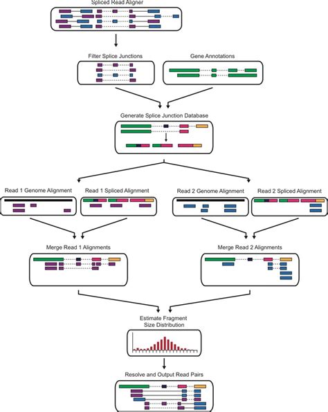 Rnasequel Accurate And Repeat Tolerant Realignment Of Rna Seq Reads