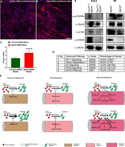 Myosin Heavy Chain Embryonic Is A Crucial Regulator Of Skeletal Muscle Development And