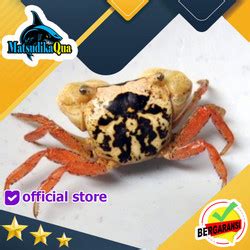 Jual Vampire Crab Ungu Kepiting Hias Paludarium Hiasan Tanaman Aquarium