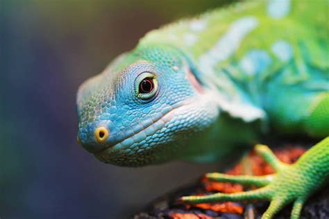 Spiritual Meaning Of Seeing A Lizard In A Dream What Does It Mean