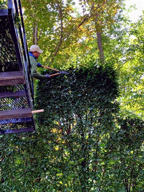 The Martha Stewart Blog : Blog Archive Pruning My Hornbeam Hedge - The