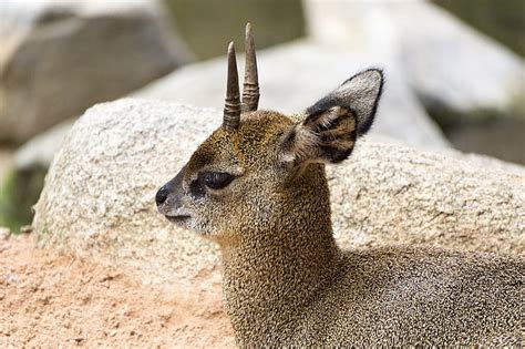 Klipspringer 1080P, 2K, 4K, 5K HD wallpapers free download | Wallpaper ...