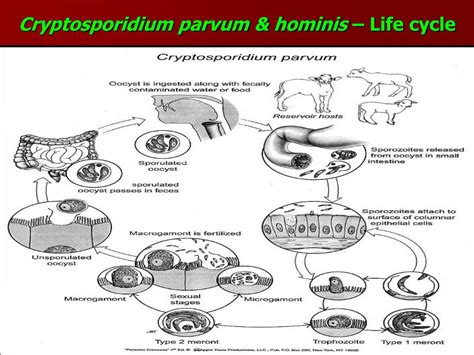 Ppt Cryptosporidium Powerpoint Presentation Id9791