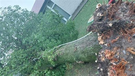 Maltempo Decine Di Alberi Abbattuti A San Michele Al Tagliamento