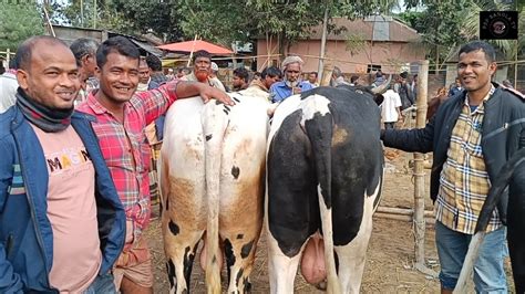 শনিবার ৩০ ডিসেম্বর২৩ হাটের সেরা ষাঁড় গরুর দুইটি নোয়াখালীর ব্যবসায়ী কি দামে কিনলেন কাহারোল