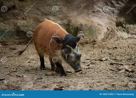 Red river hog stock image. Image of night, natural, forest - 106311803