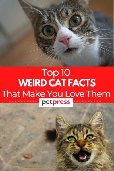 10 Weird Cat Facts That Will Make You Love Them Even More