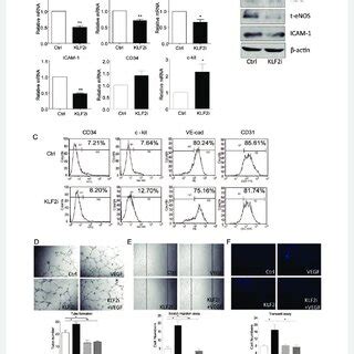 KLF2 Knockdown Impaired ECFC Tube Formation And Migration SiRNA