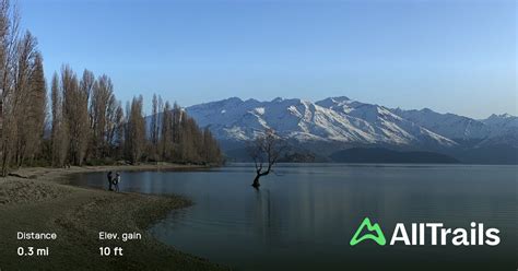 The Wanaka Tree Walk, Otago, New Zealand - 81 Reviews, Map | AllTrails