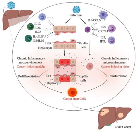 Schematic Drawing Of Inflammatory Microenvironment In The Liver