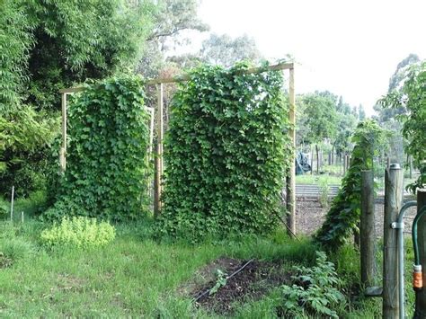 Hops Privacy Screen For Courtyard Area Hops Trellis Diy Garden