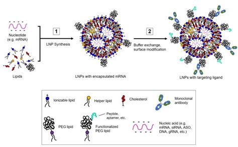 mrna lnps lipexogen