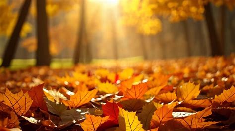 autumn leaves   forest  stock video  vecteezy