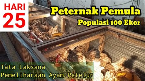 Memelihara Ayam Petelur Dari Doc Sampai Produksi Umur 25 Hari Youtube