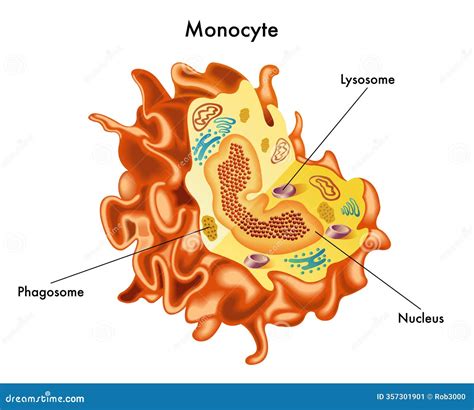 medical illustration  monocyte cartoon vector cartoondealercom