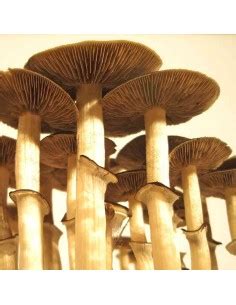 Spore In Siringa Psilocybe Cubensis B Ml