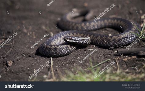 Venomous Adder Viper Snake Vipera Berus Stock Photo 2214219647 ...