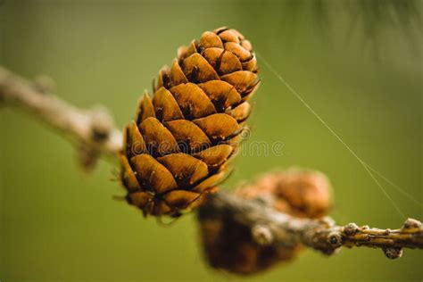 Fruits de pins photo stock. Image du nuage, vert, pins - 174126456