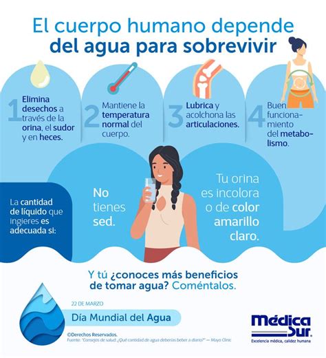 El Cuerpo Humano Depende Del Agua Para Sobrevivir Cuerpo Humano