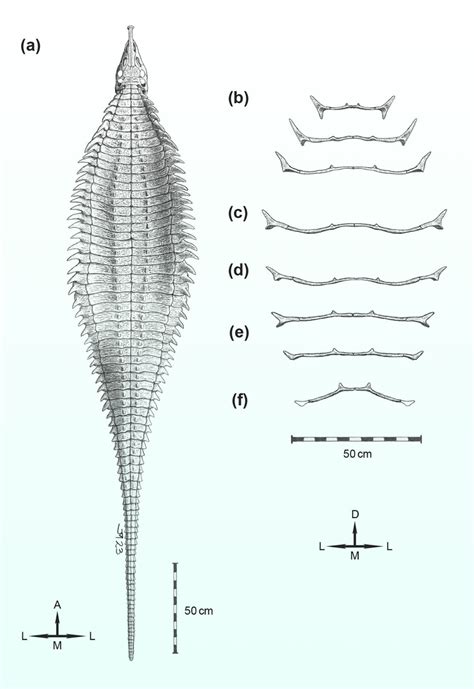 New Aetosaur Species Unearthed In Texas Scinews