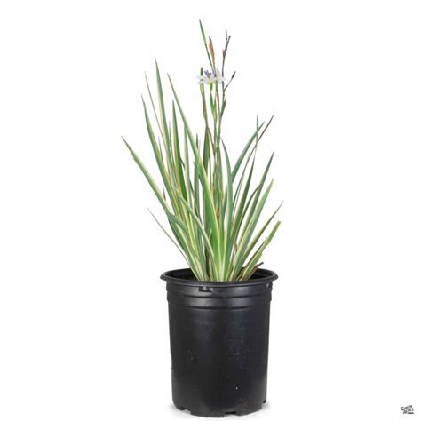 Variegated Flax Lily — Green Acres Nursery And Supply