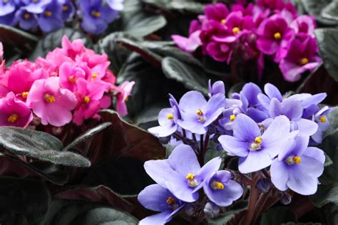 5 Reasons Your African Violets Aren't Blooming and How to Fix It ...