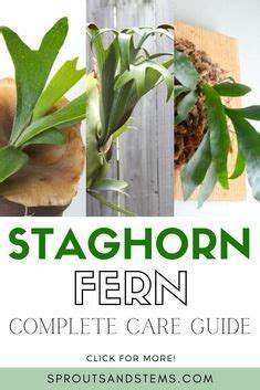 Read This Post To Learn All About Staghorn Fern Care How To Mount