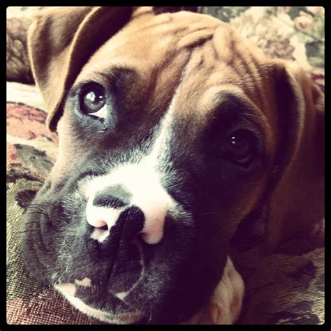 Boxer Puppies For Adoption In Ohio - Pudding to come