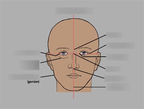 Facial Anatomical Landmarks Diagram Quizlet