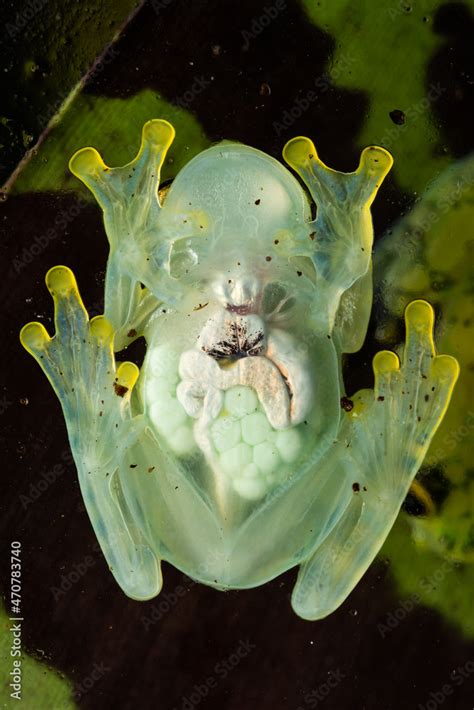 Pregnant Glass Frog