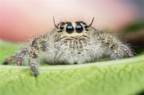 Premium Photo Super Macro Female Hyllus Diardi Or Jumping Spider On Leaf