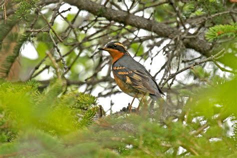 Alaska Birding Tours Alaska Birdwatching Tours Birdquest